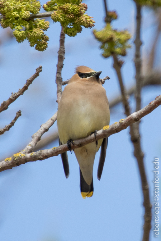 waxwing